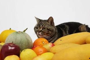 猫猫吃白兰瓜,白兰瓜的甜蜜诱惑