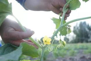 吃瓜群众小花农,揭秘瓜农生活点滴
