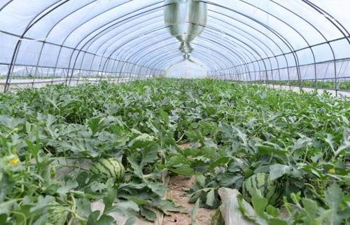 吃瓜群众小花农,揭秘瓜农生活点滴