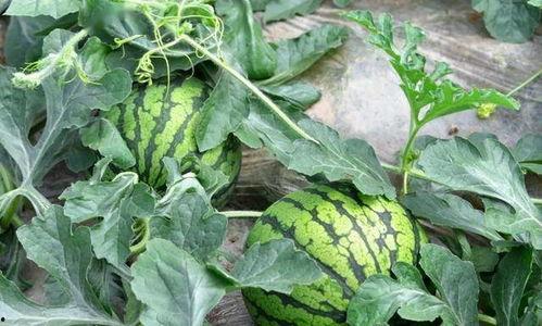 吃瓜群众小花农,揭秘瓜农生活点滴