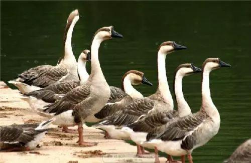 吃瓜鹅课代表,揭秘娱乐圈幕后故事