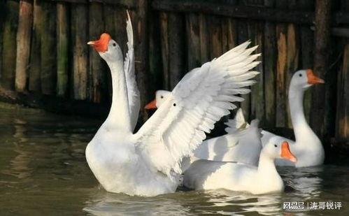 吃瓜鹅课代表,揭秘娱乐圈幕后故事