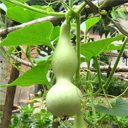 瓠子瓜孕妇可以吃吗,安全与营养两不误