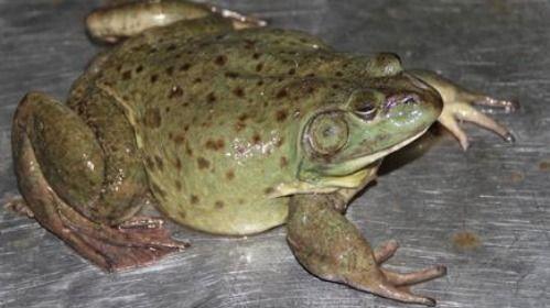 打蛙吃瓜,打蛙吃瓜，畅享清凉时光