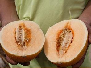 彩虹糖甜蜜吃瓜,吃瓜乐趣无限