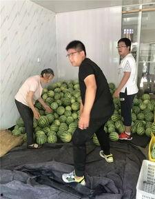 吃瓜陈师傅,瓜界传奇的美食之旅