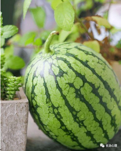 吃瓜陈师傅,瓜界传奇的美食之旅