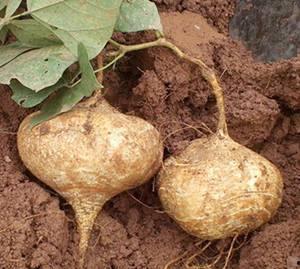 坐月子可以吃土瓜,土瓜的营养价值与食用指南