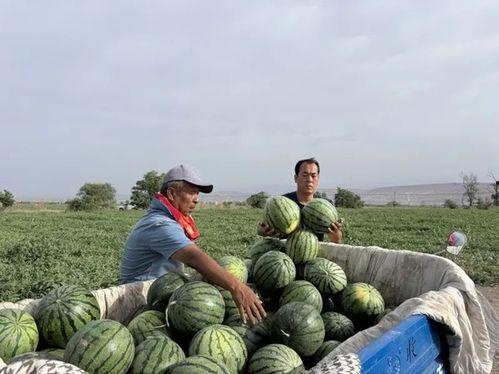 罗海吃瓜,揭秘娱乐圈背后的那些事儿