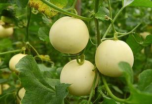 吃瓜53gm,一场网络热点的狂欢盛宴