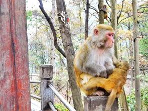 吃瓜小熊贵州,探寻美食与民俗的奇妙之旅