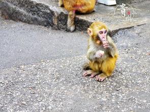 吃瓜小熊贵州,探寻美食与民俗的奇妙之旅