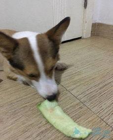 无辜的吃瓜土狗,揭秘网络时代的旁观者心态