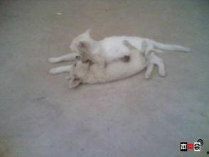 无辜的吃瓜土狗,揭秘网络时代的旁观者心态