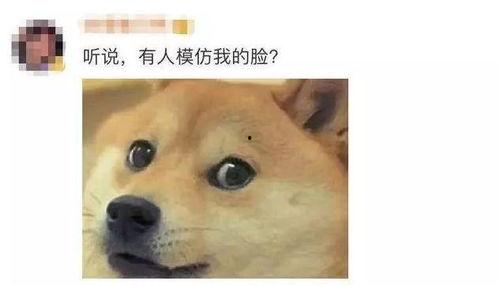 旺柴 吃瓜 微笑,微笑看世界