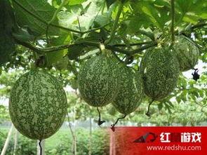 吊瓜怎么吃才减肥,美味与瘦身两不误的食用指南