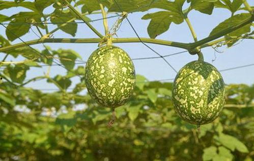 吊瓜怎么吃才减肥,美味与瘦身两不误的食用指南