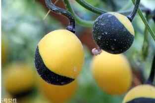 吊瓜怎么吃才减肥,美味与瘦身两不误的食用指南