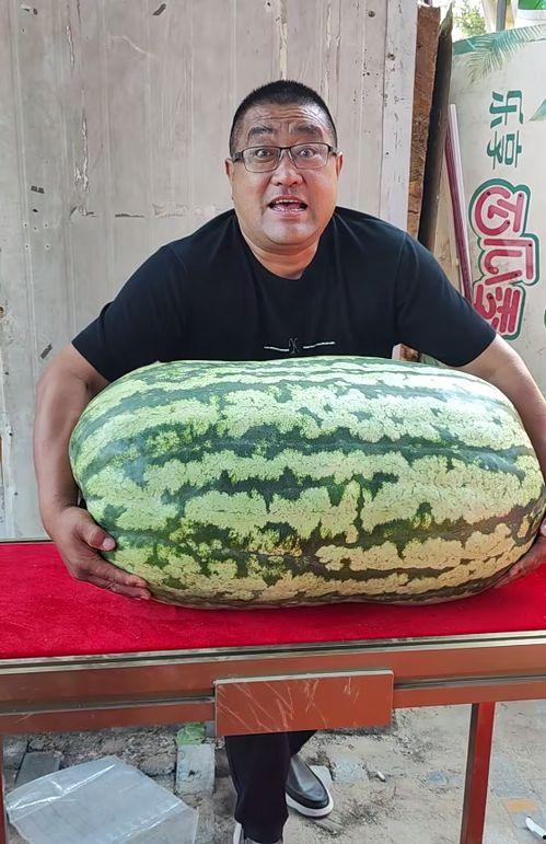 大西瓜吃瓜比赛,大西瓜吃瓜比赛的激情瞬间