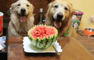 狗狗吃瓜小说,狗狗吃瓜奇遇记