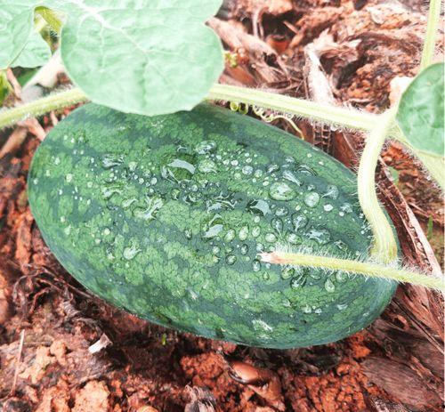 俄罗斯搜索吃瓜群众,揭秘网络舆论背后的真相