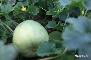 庆阳头条吃瓜,揭秘吃瓜群众的狂欢盛宴