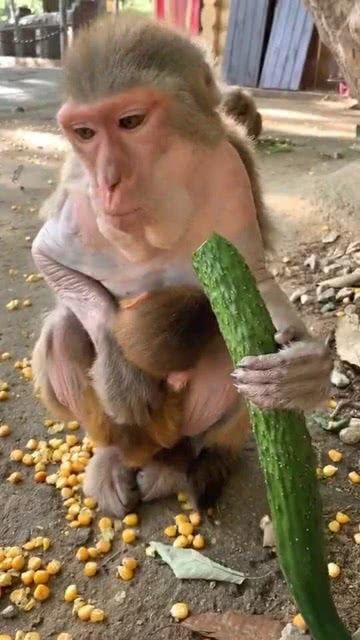 猴子吃瓜道具,趣味道具演绎欢乐食瓜记