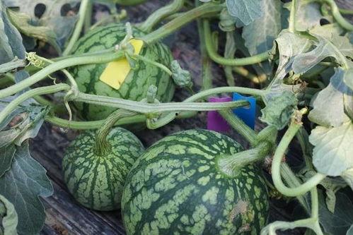 朱雀在桥边吃瓜