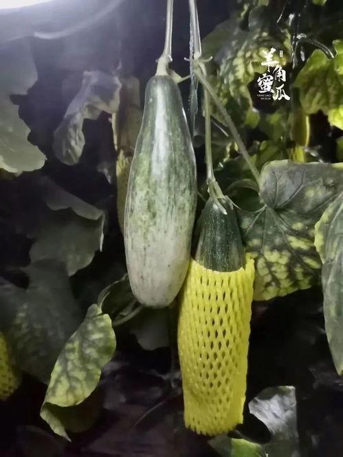 孕妇吃羊角瓜好吗,孕妇食用羊角瓜的利弊分析