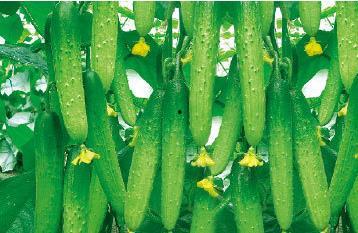 圩堤吃瓜,瓜果飘香，共享清凉时光