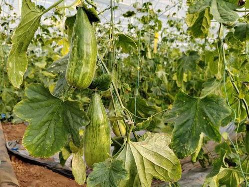 圩堤吃瓜,瓜果飘香，共享清凉时光