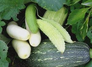 圩堤吃瓜,瓜果飘香，共享清凉时光