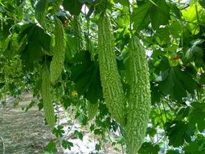 吃瓜撞上吃瓜的,一场意外的瓜界盛宴