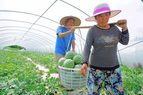 吃瓜老人照片图片,岁月静好，笑对人生