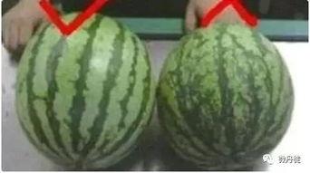 黑皮瓜让不让吃,揭秘其食用争议，究竟可否放心品尝？