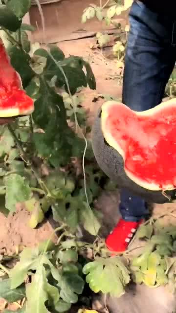 黑皮瓜让不让吃,揭秘其食用争议，究竟可否放心品尝？