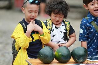 娃吃瓜视频,揭秘童言童语中的趣味世界