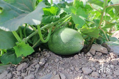 广州郊区吃瓜视频,短视频带你一探究竟