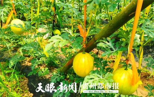 广州郊区吃瓜视频,短视频带你一探究竟