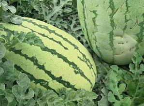 白水葵瓜怎么吃