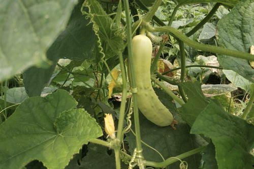 白皮佛瓜怎样吃,探索美味与营养的完美结合