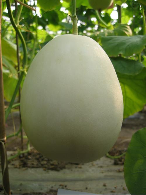 白皮佛瓜怎样吃,探索美味与营养的完美结合