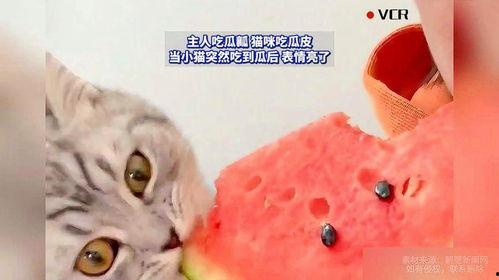 猫会不会吃瓜,揭秘猫咪对瓜的喜好与禁忌