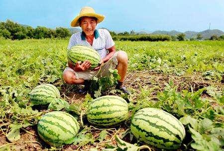 宫里吃瓜,揭秘宫里吃瓜背后的故事