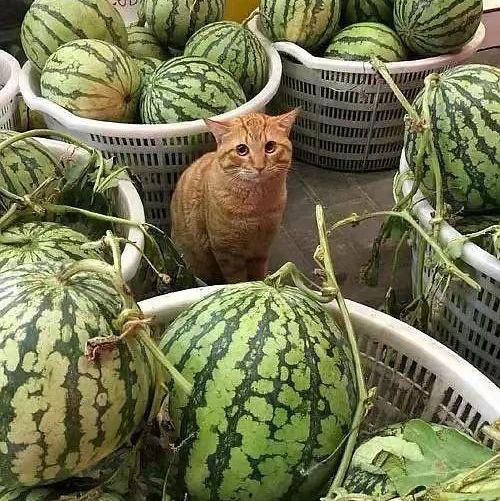 微山卖保险吃瓜,瓜田里的保险故事