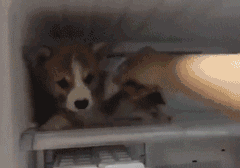 非洲黑人兄弟吃瓜