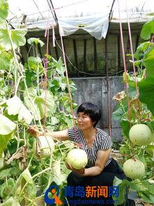 即墨同城吃瓜,吃瓜群众的热议焦点