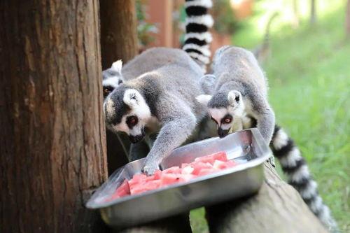 吃瓜的毛熊,揭秘神秘国度的日常生活