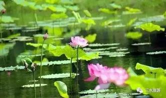 荷花姐吃瓜,揭秘娱乐圈幕后故事