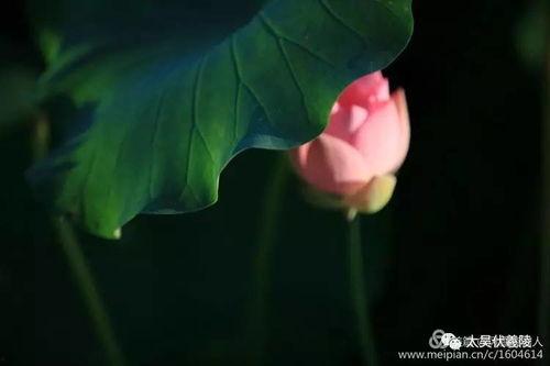 荷花姐吃瓜,揭秘娱乐圈幕后故事